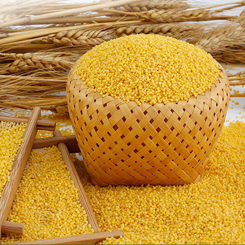 黄小米 500g 商品图0