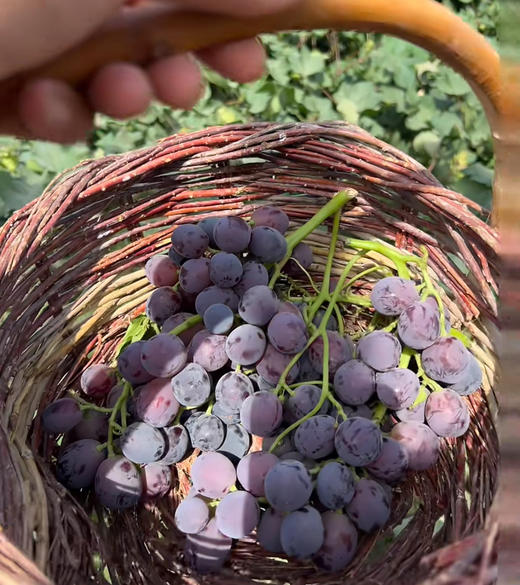 京郊农场小园子种的，无籽露葡萄，玫瑰香葡萄，纯有机肥种植，产量低，市面上没有，颗粒小，甜度高！2斤/份（双拼） 商品图0