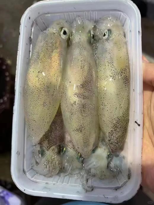 & 精品带籽鱿鱼🦑品质一级棒👍个个带籽味道更绝😋活冻 商品图1