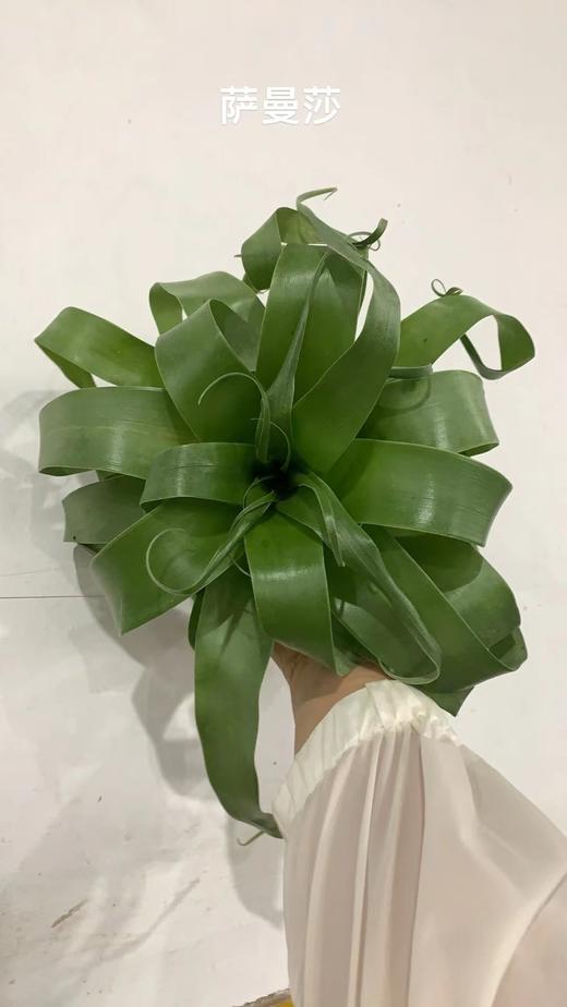 叶材 | 萨曼莎 商品图0