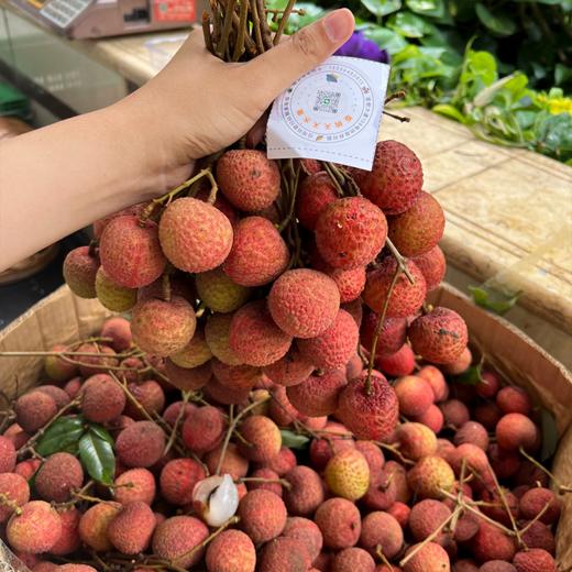 仙进奉荔枝 新鲜采摘 纯甜果肉 爆汁 商品图12