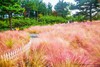 9.25确定出发【韩国济州岛】韩风来袭•粉红海岸线5天摄影<广州直飞，免签> 商品缩略图10