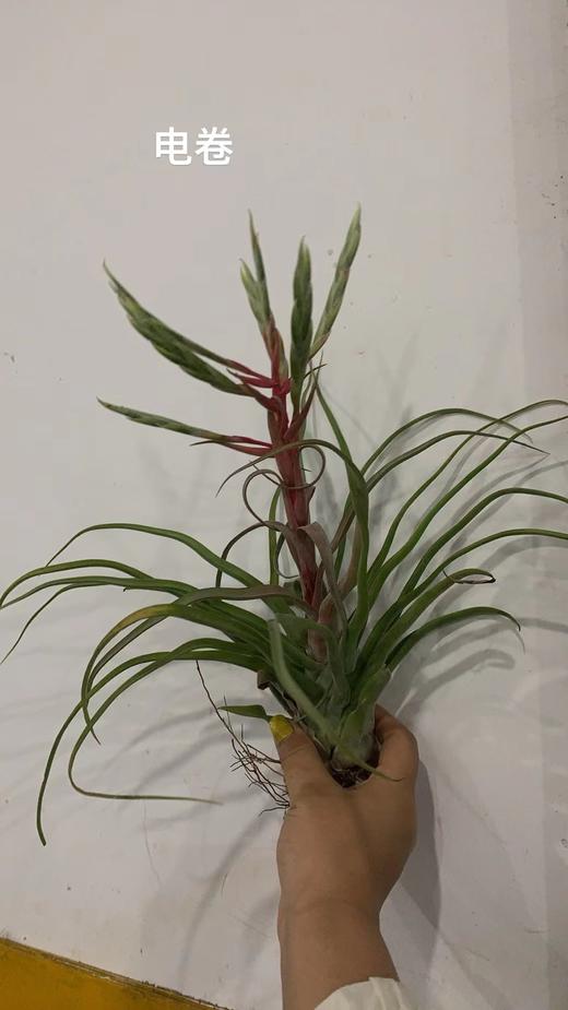 叶材 | 电卷 商品图0