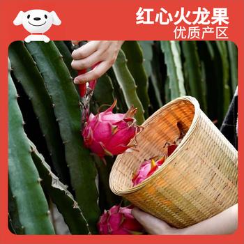 京鲜生 红心火龙果大果6粒装 单果300g 净重3.6斤 生鲜水果 商品图2