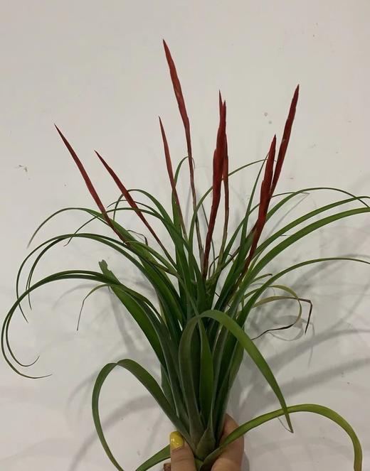 叶材 | 火鸟 商品图0