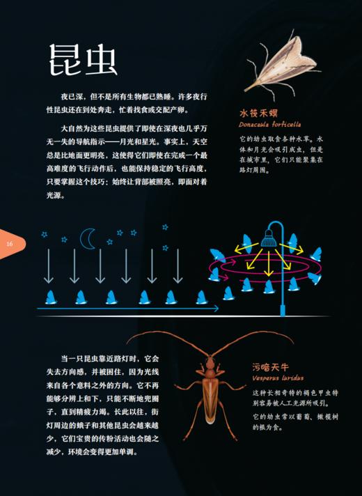 《流明：谁把星星藏了起来？》 商品图7