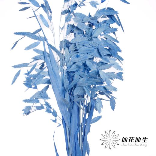 永生花材 | 小盼草深蓝 商品图0