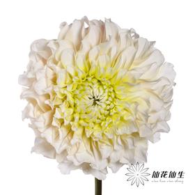 配花 | 大丽花流莹