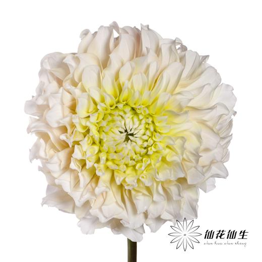 配花 | 大丽花流莹 商品图0