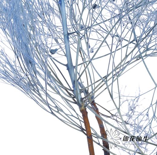 永生花材 ｜ 柔丝蓝色 商品图0
