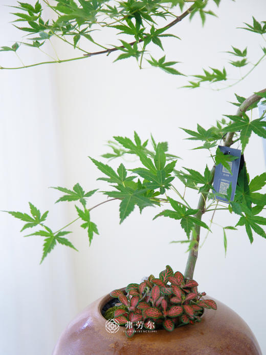 流泉枫棕色大肚盆 商品图1