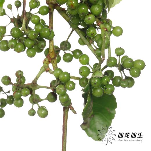 配果 | 葡萄果【运输途中果子易掉，介意慎拍】 商品图0