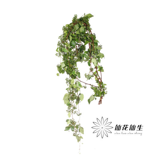 配果 | 葡萄果【运输途中果子易掉，介意慎拍】 商品图1