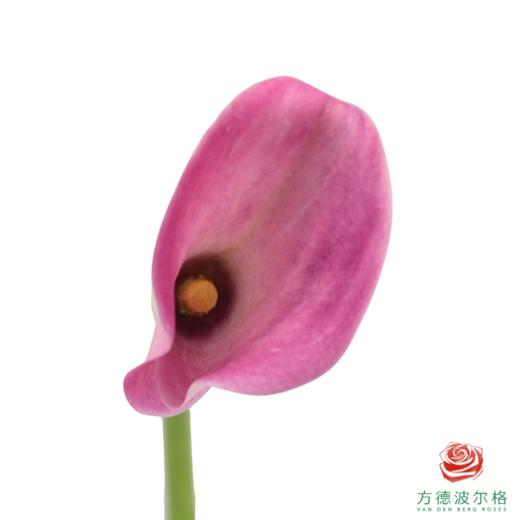 马蹄莲-粉色 5枝一扎 商品图2