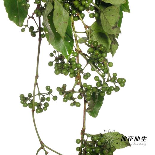 配果 | 葡萄果【运输途中果子易掉，介意慎拍】 商品图2