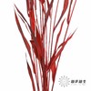 永生花材 | 小盼草海红 商品缩略图3