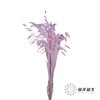 永生花材 | 小盼草粉紫 商品缩略图1