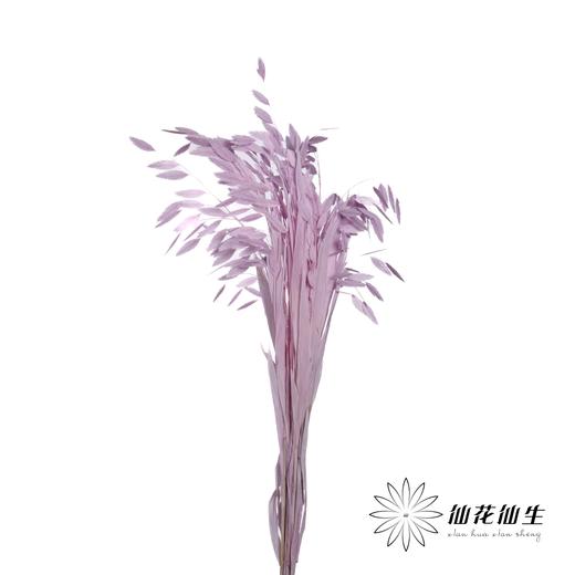 永生花材 | 小盼草粉紫 商品图1