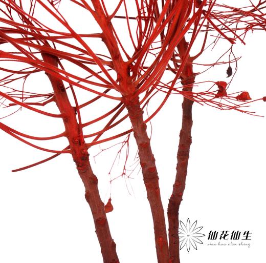 永生花材 ｜ 柔丝红色 商品图2