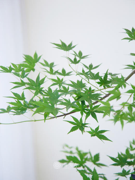 流泉枫棕色大肚盆 商品图2