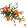 百合-虎皮宝宝 5枝一扎 商品缩略图3