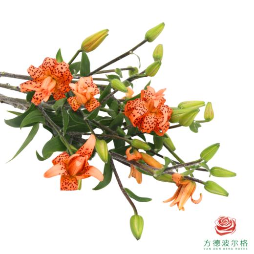 百合-虎皮宝宝 5枝一扎 商品图3