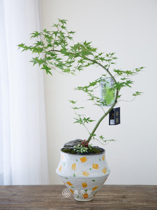 流泉枫黄点彩绘盆 商品图0