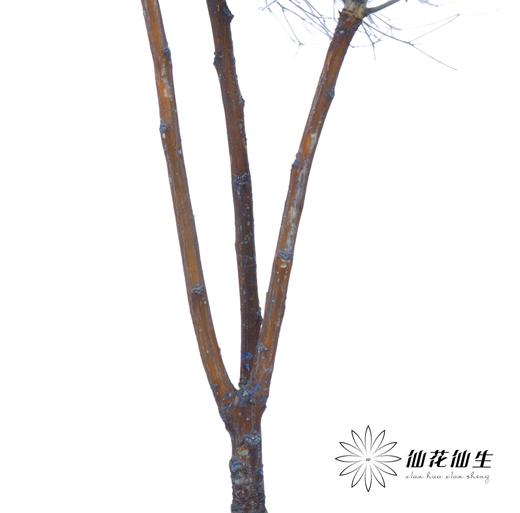 永生花材 ｜ 柔丝蓝色 商品图2