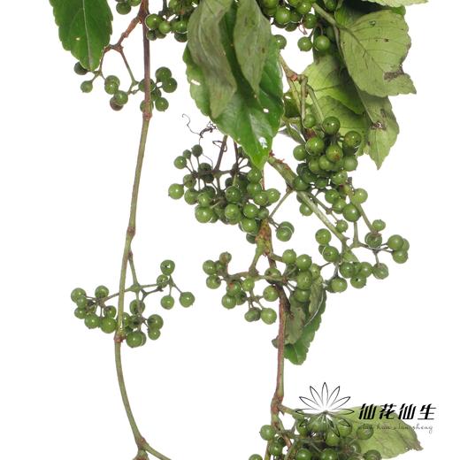 配果 | 葡萄果【运输途中果子易掉，介意慎拍】 商品图6