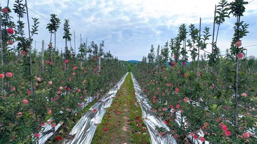 认养苹果树（人人都有苹果树，苹果代大地宠爱你～） 商品图4