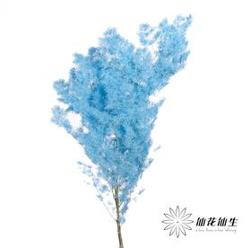 永生花材 ｜ 蓬莱松天蓝