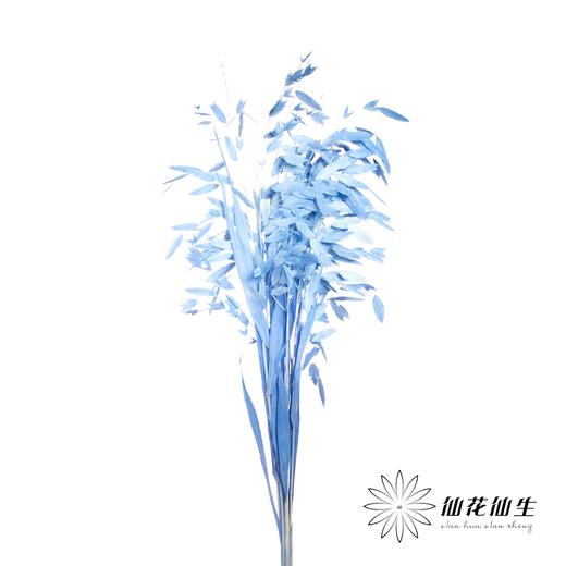 永生花材 | 小盼草深蓝 商品图2