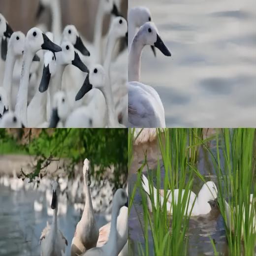 热卖！全国wei一药用鸭！滋养降火！第3只低至19.9元！生态白鹜鸭（黑嘴麻鸭）约950g-1150g*2只 再送2根长白山精品保鲜参 商品图4