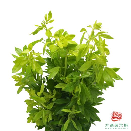 墨西哥 橘叶 商品图0