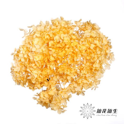 永生绣球 | 香槟 商品图2