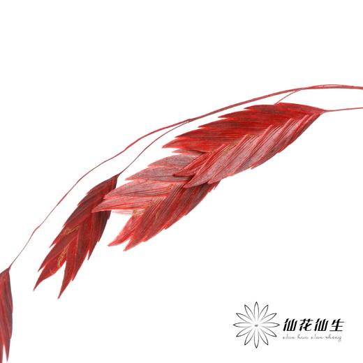 永生花材 | 小盼草海红 商品图2