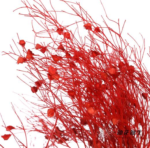 永生花材 ｜ 柔丝红色 商品图3