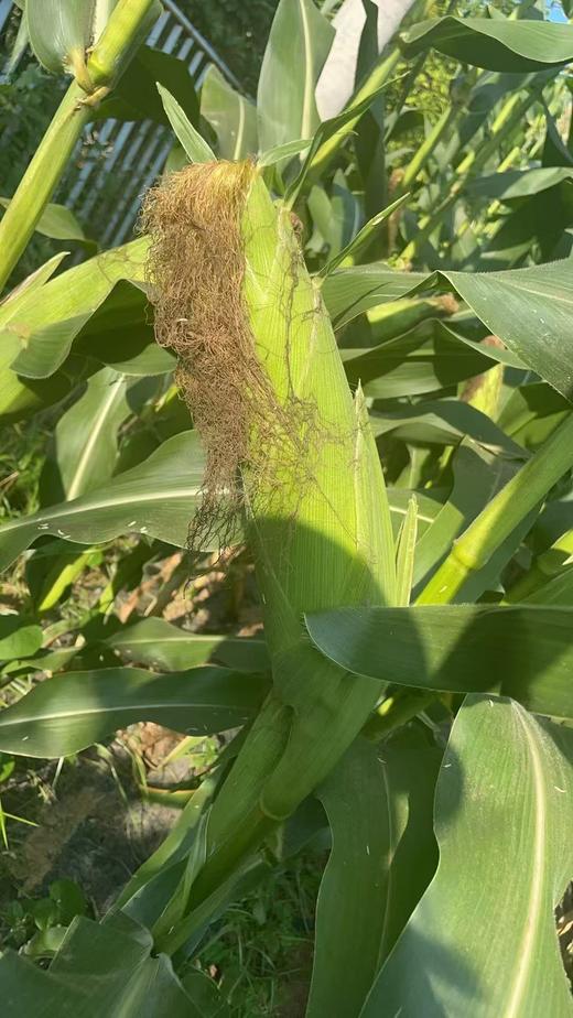 新鲜玉米 自然生长青曲金太阳 甜玉米 颗粒饱满（单根400g左右）  6根 商品图4