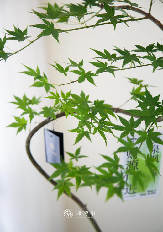 流泉枫绿大肚盆 商品图2