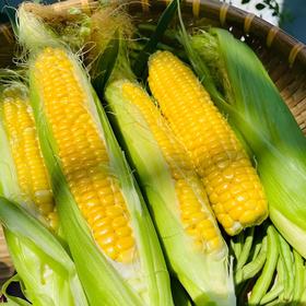 新鲜玉米 自然生长青曲金太阳 甜玉米 颗粒饱满（单根400g左右）  6根