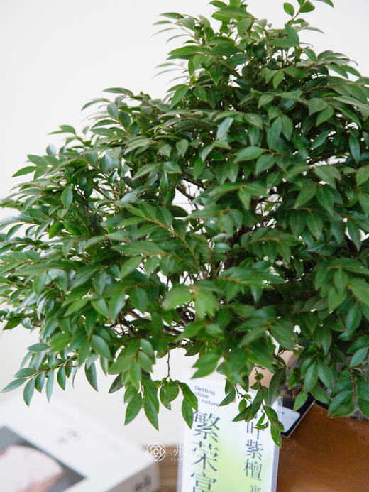 提根紫檀 商品图1