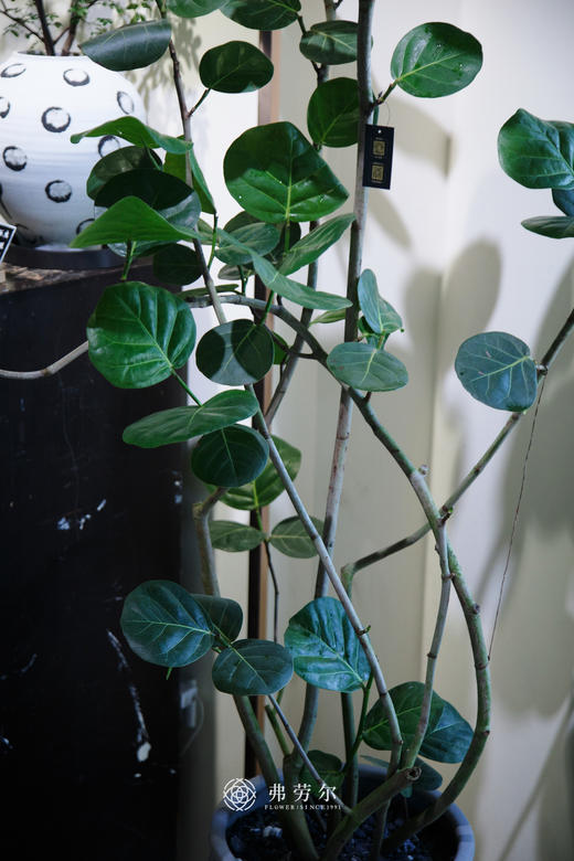 落地海葡萄 商品图1