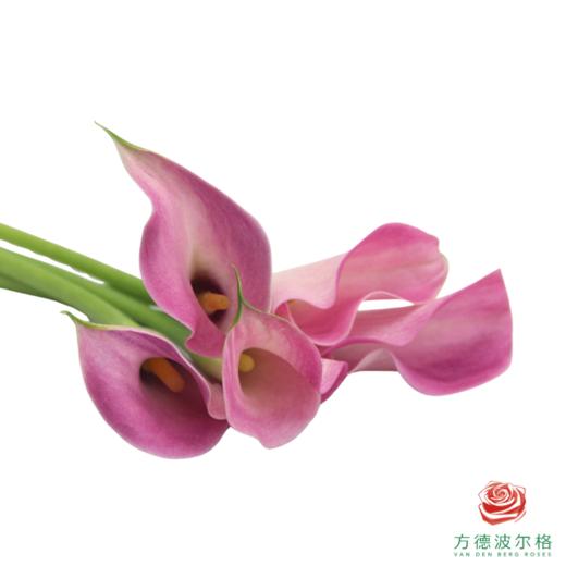 马蹄莲-粉色 5枝一扎 商品图1