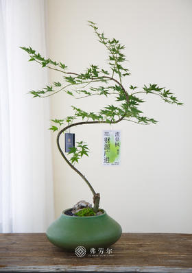 流泉枫绿大肚盆