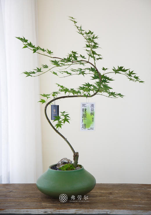 流泉枫绿大肚盆 商品图0