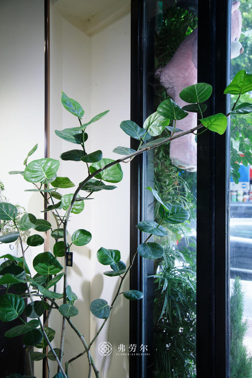 落地海葡萄 商品图2