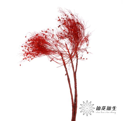 永生花材 ｜ 柔丝红色 商品图0