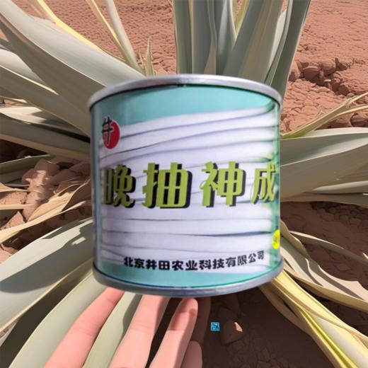【种子】日本进口一代杂交越冬拱棚葱优质品种【晚抽神成 】 商品图5