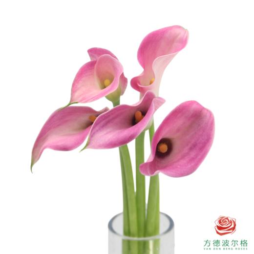 马蹄莲-粉色 5枝一扎 商品图0