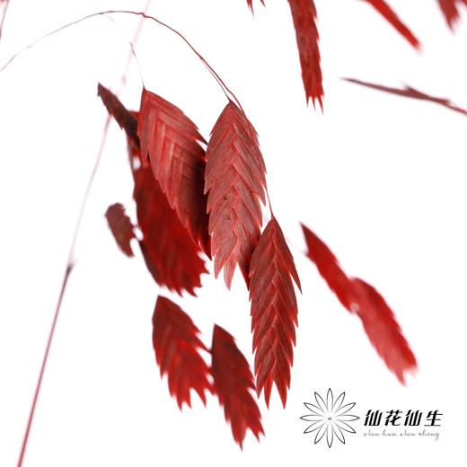 永生花材 | 小盼草海红 商品图0